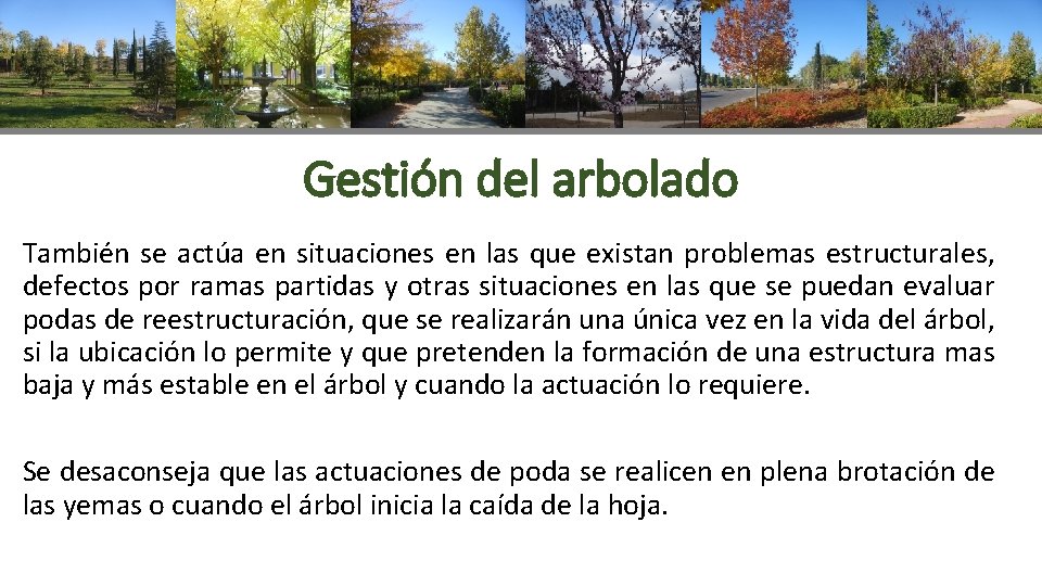 Gestión del arbolado También se actúa en situaciones en las que existan problemas estructurales,