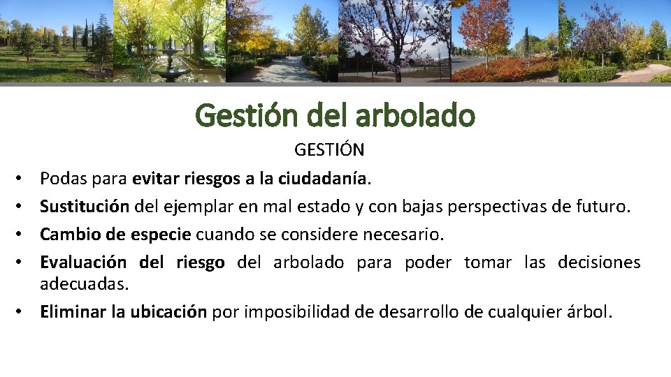 Gestión del arbolado • • • GESTIÓN Podas para evitar riesgos a la ciudadanía.