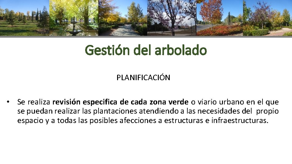 Gestión del arbolado PLANIFICACIÓN • Se realiza revisión especifica de cada zona verde o