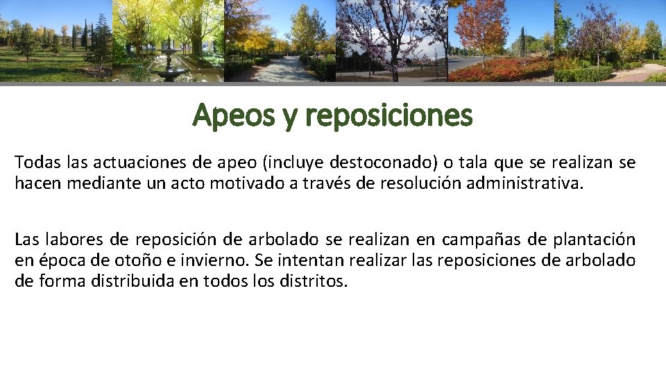 Apeos y reposiciones Todas las actuaciones de apeo (incluye destoconado) o tala que se