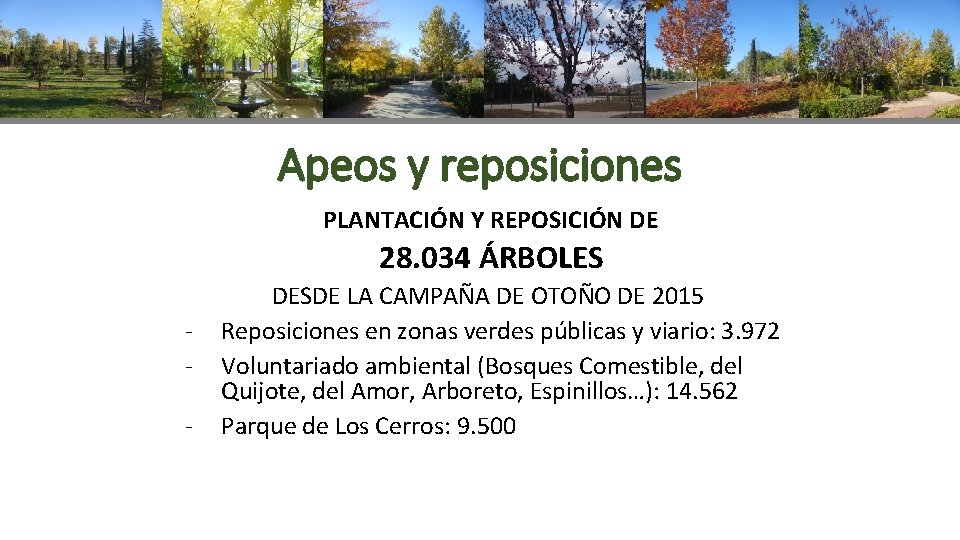 Apeos y reposiciones PLANTACIÓN Y REPOSICIÓN DE 28. 034 ÁRBOLES - DESDE LA CAMPAÑA
