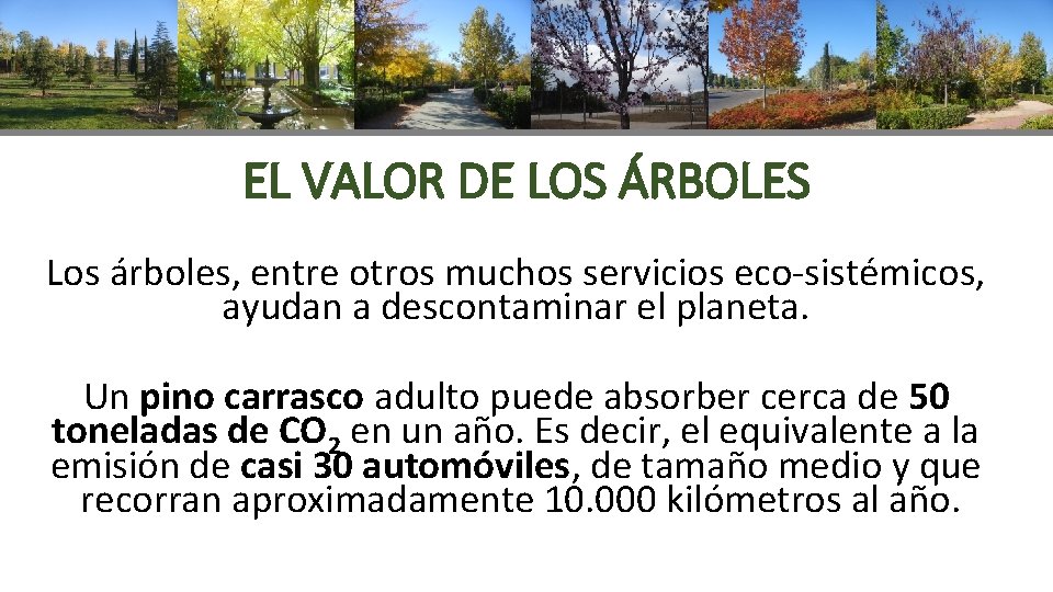 EL VALOR DE LOS ÁRBOLES Los árboles, entre otros muchos servicios eco-sistémicos, ayudan a