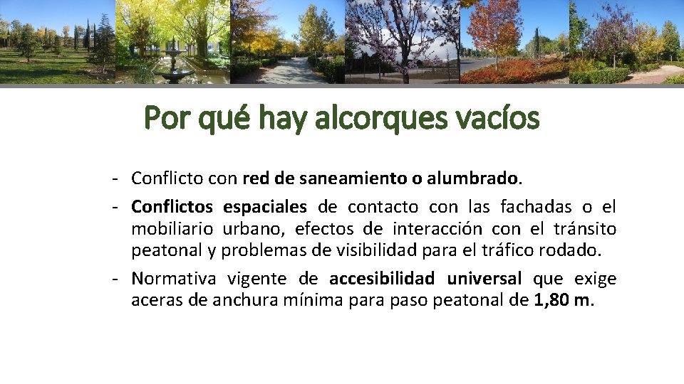 Por qué hay alcorques vacíos - Conflicto con red de saneamiento o alumbrado. -