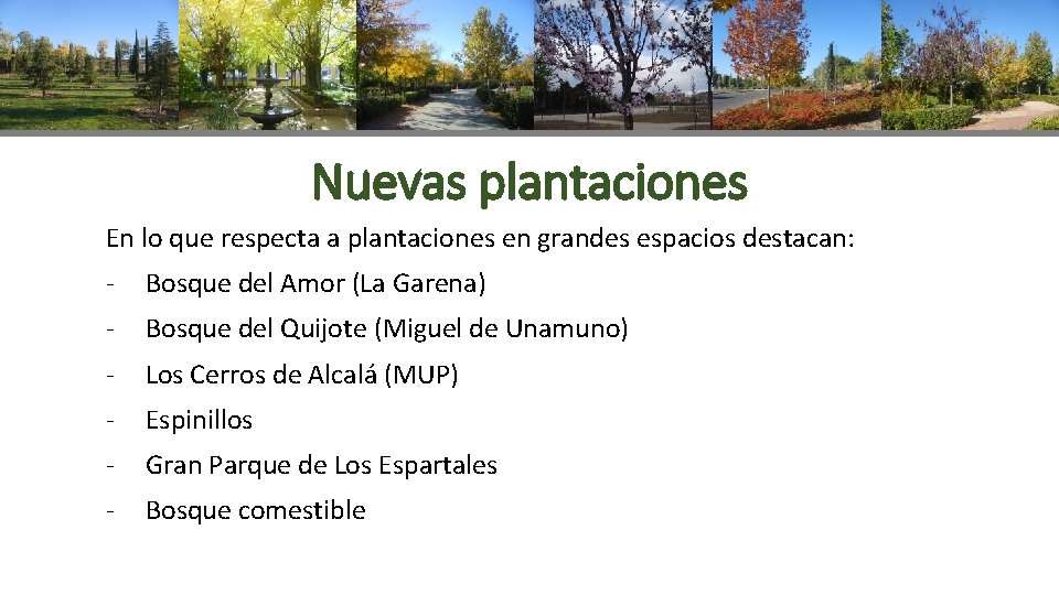 Nuevas plantaciones En lo que respecta a plantaciones en grandes espacios destacan: - Bosque