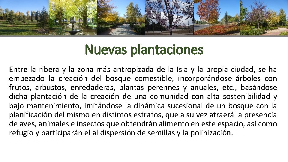 Nuevas plantaciones Entre la ribera y la zona más antropizada de la Isla y