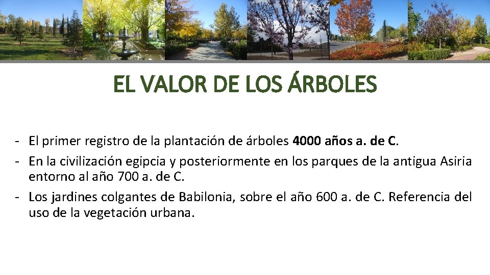 EL VALOR DE LOS ÁRBOLES - El primer registro de la plantación de árboles