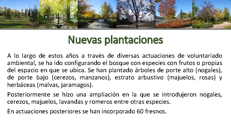 Nuevas plantaciones A lo largo de estos años a través de diversas actuaciones de