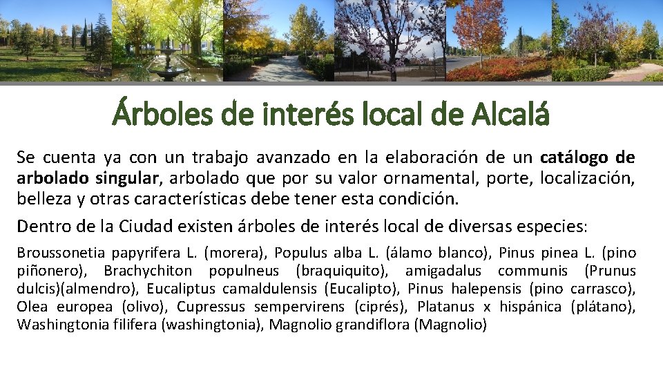 Árboles de interés local de Alcalá Se cuenta ya con un trabajo avanzado en