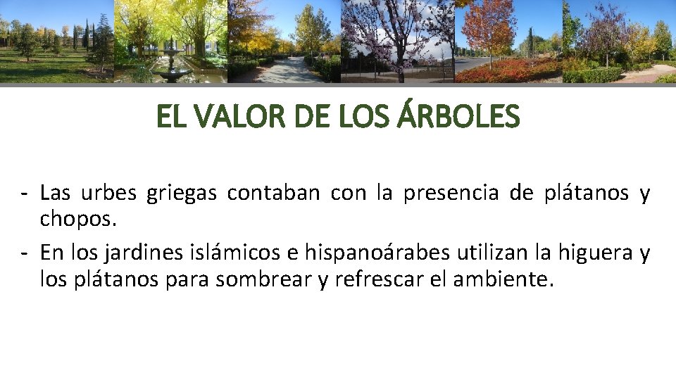 EL VALOR DE LOS ÁRBOLES - Las urbes griegas contaban con la presencia de