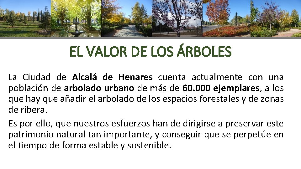 EL VALOR DE LOS ÁRBOLES La Ciudad de Alcalá de Henares cuenta actualmente con