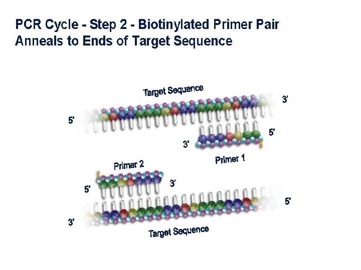 27/7/2010 DNA Fingerprinting 12 