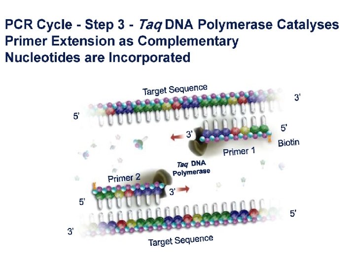 27/7/2010 DNA Fingerprinting 13 