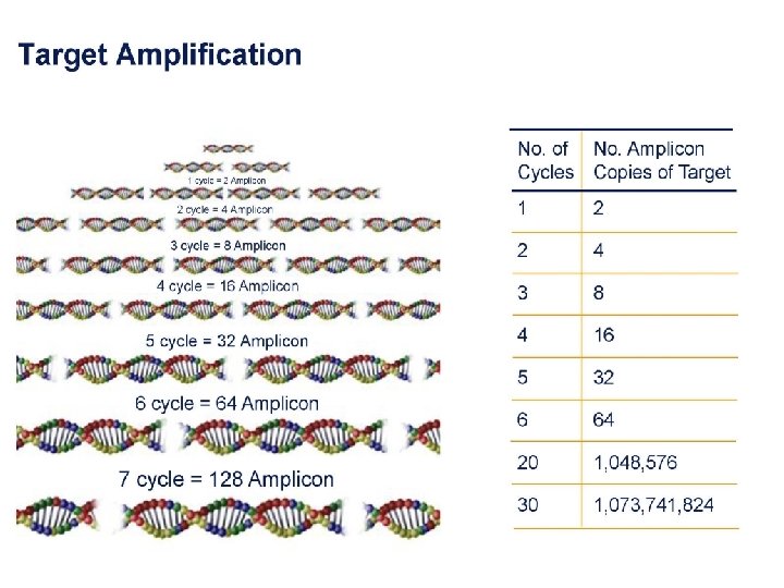 27/7/2010 DNA Fingerprinting 14 