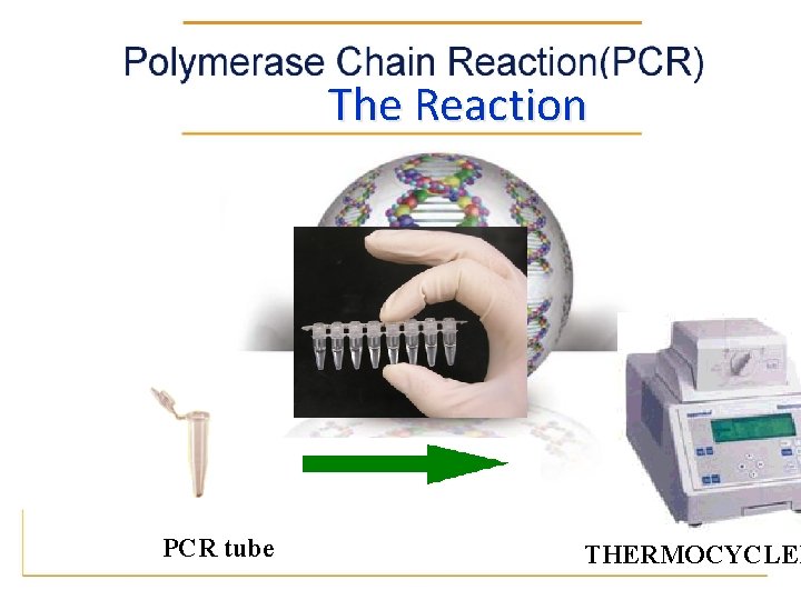 The Reaction PCR tube 27/7/2010 DNA Fingerprinting THERMOCYCLER 17 