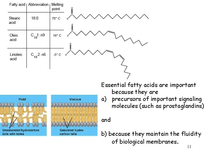 Nutrition and digestion 1 Nutrition Carbohydrates proteins and