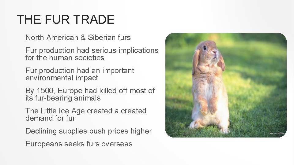 THE FUR TRADE North American & Siberian furs Fur production had serious implications for