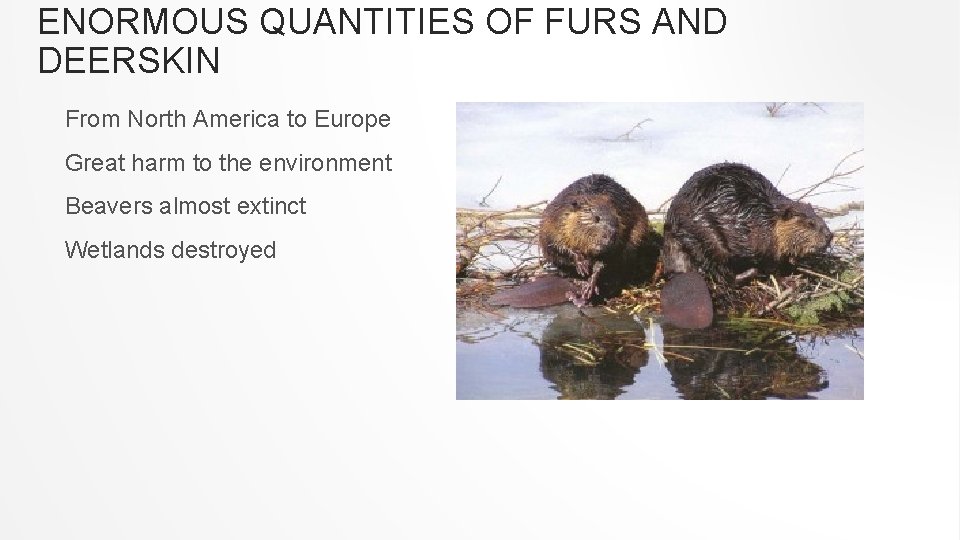 ENORMOUS QUANTITIES OF FURS AND DEERSKIN From North America to Europe Great harm to