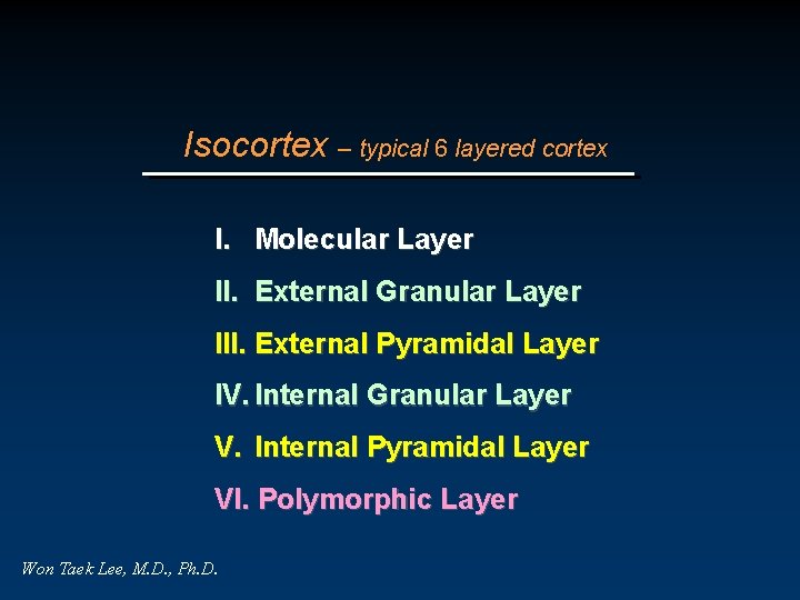 Isocortex – typical 6 layered cortex I. Molecular Layer II. External Granular Layer III.
