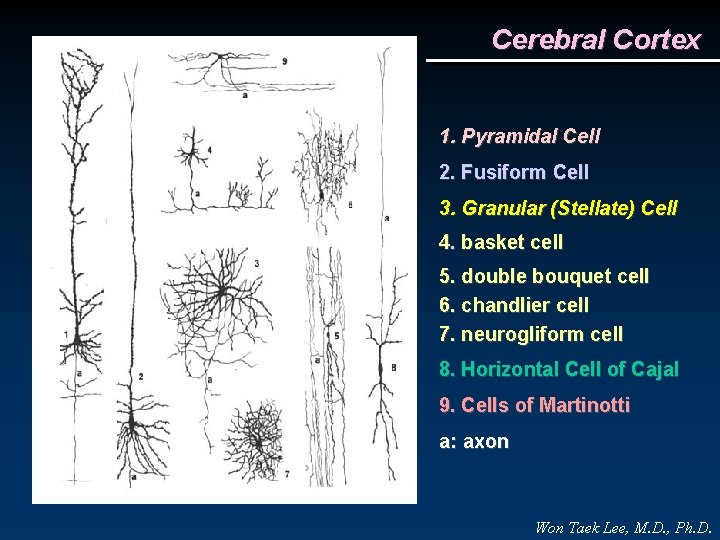 Cerebral Cortex 1. Pyramidal Cell 2. Fusiform Cell 3. Granular (Stellate) Cell 4. basket