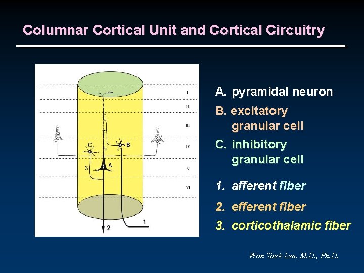 Columnar Cortical Unit and Cortical Circuitry A. pyramidal neuron B. excitatory granular cell C.