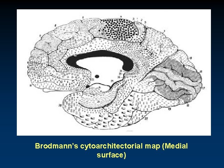 Brodmann’s cytoarchitectorial map (Medial surface) 