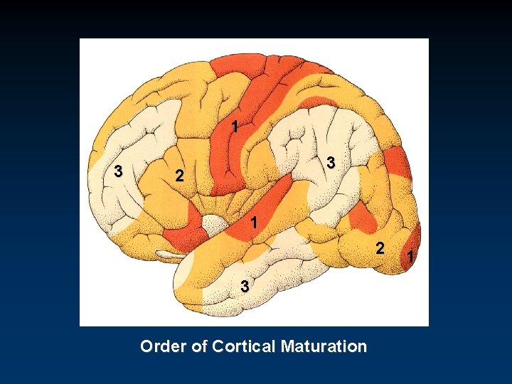 1 3 3 2 1 2 3 Order of Cortical Maturation 1 