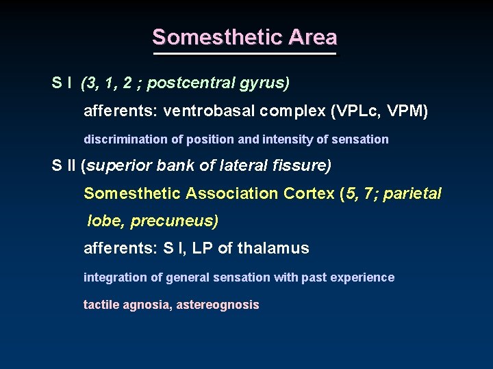 Somesthetic Area S I (3, 1, 2 ; postcentral gyrus) afferents: ventrobasal complex (VPLc,
