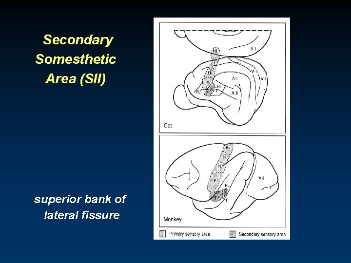 Secondary Somesthetic Area (SII) superior bank of lateral fissure 