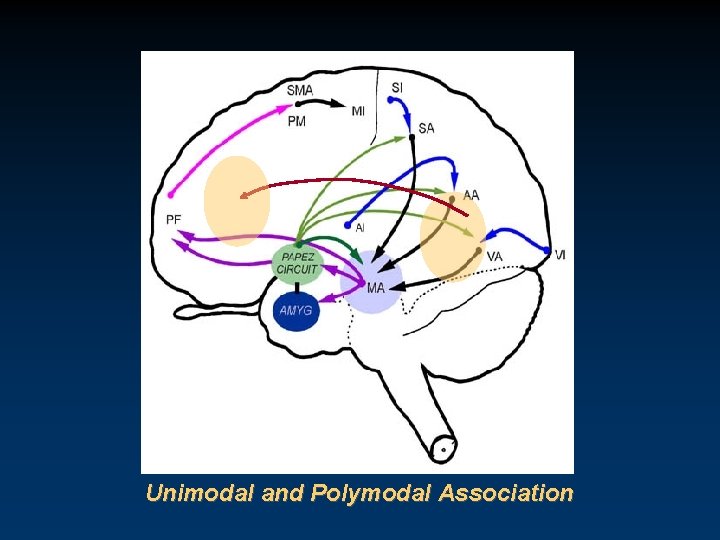 Unimodal and Polymodal Association 