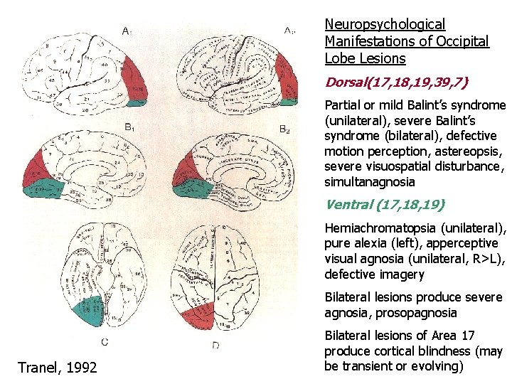 Neuropsychological Manifestations of Occipital Lobe Lesions Dorsal(17, 18, 19, 39, 7) Partial or mild