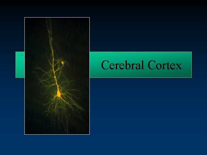 Cerebral Cortex 