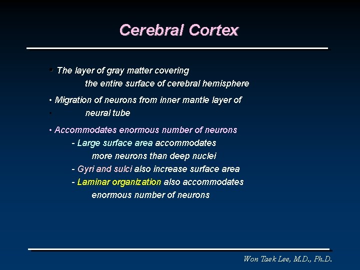 Cerebral Cortex • The layer of gray matter covering the entire surface of cerebral