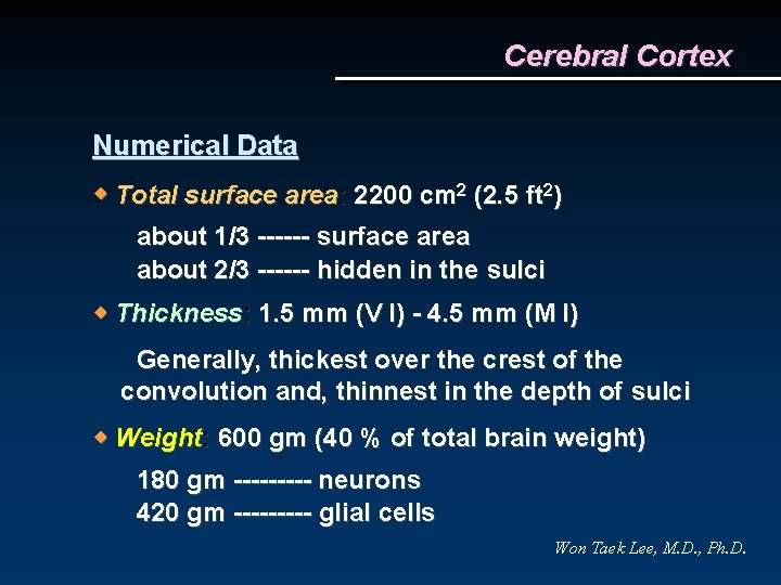 Cerebral Cortex Numerical Data Total surface area: 2200 cm 2 (2. 5 ft 2)