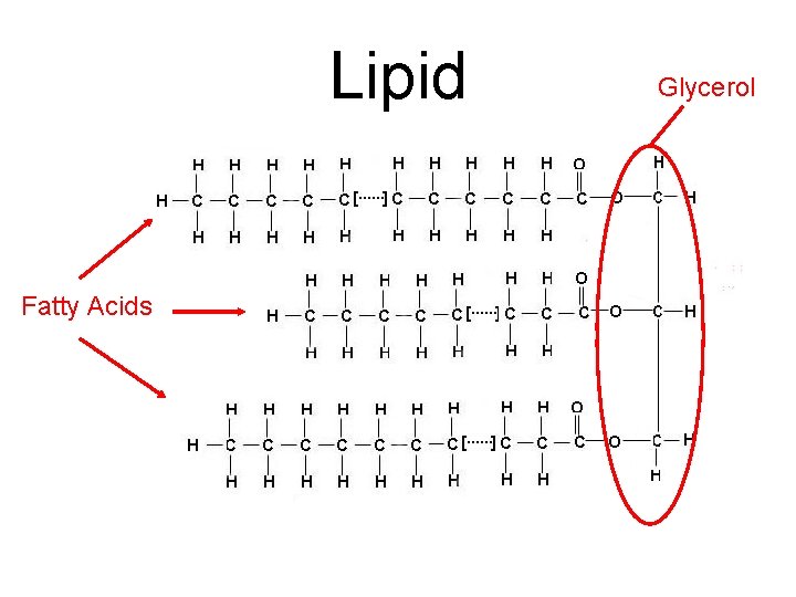 Lipid Fatty Acids Glycerol 