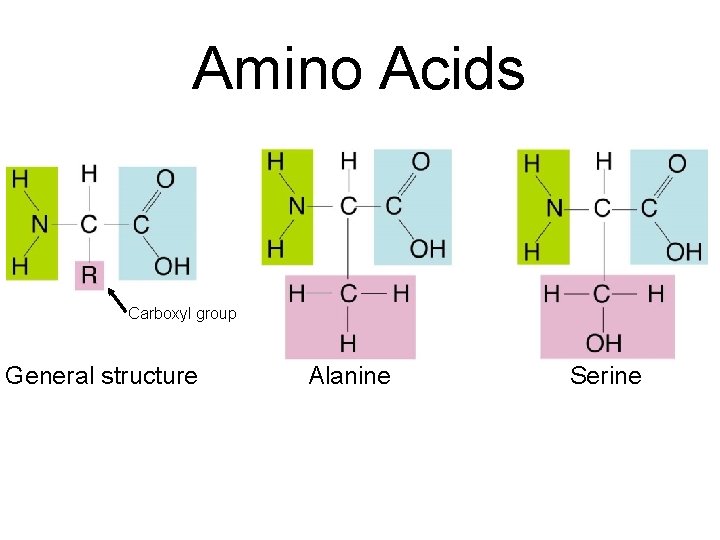 Amino Acids Carboxyl group General structure Alanine Serine 
