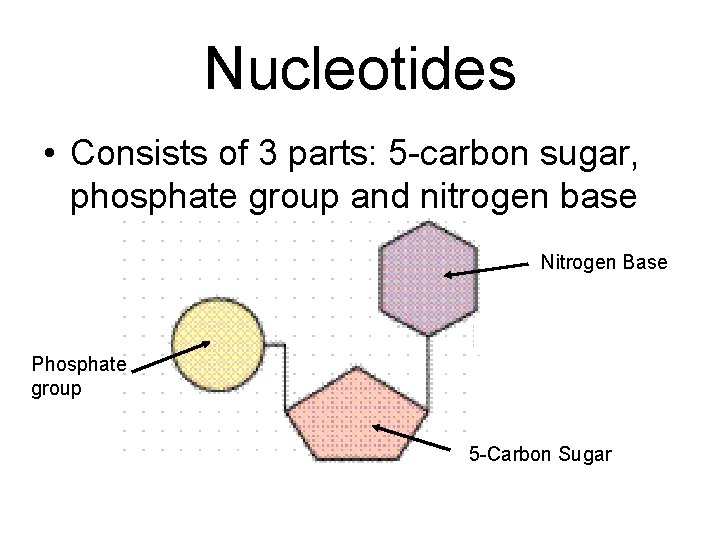 Nucleotides • Consists of 3 parts: 5 -carbon sugar, phosphate group and nitrogen base
