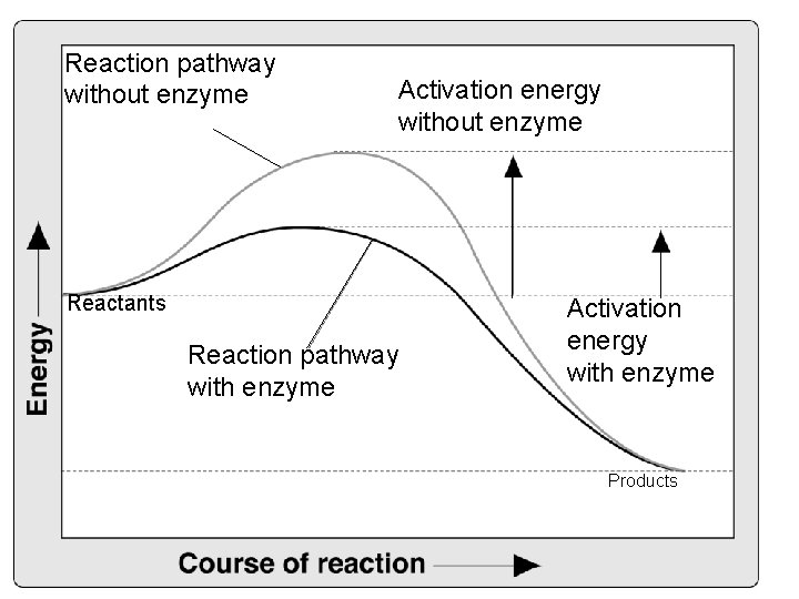 Reaction pathway without enzyme Activation energy without enzyme Reactants Reaction pathway with enzyme Activation