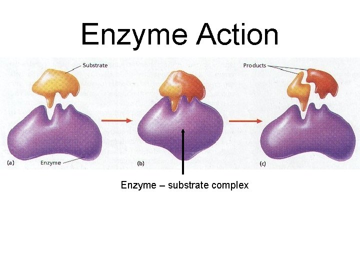 Enzyme Action Enzyme – substrate complex 