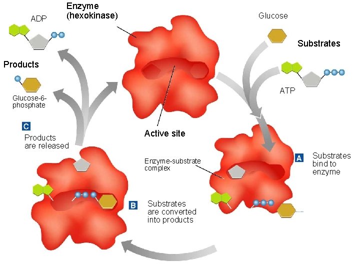 ADP Enzyme (hexokinase) Glucose Substrates Products ATP Glucose-6 phosphate Products are released Active site