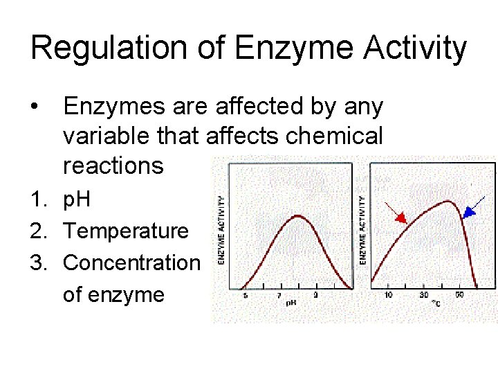 Regulation of Enzyme Activity • Enzymes are affected by any variable that affects chemical