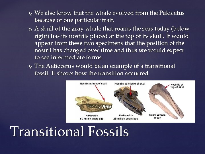  We also know that the whale evolved from the Pakicetus because of one