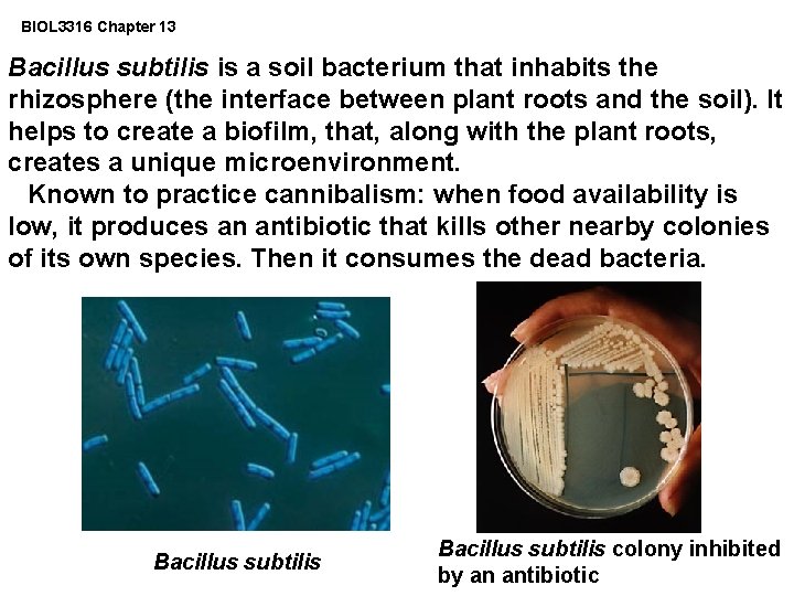 BIOL 3316 Chapter 13 Bacillus subtilis is a soil bacterium that inhabits the rhizosphere