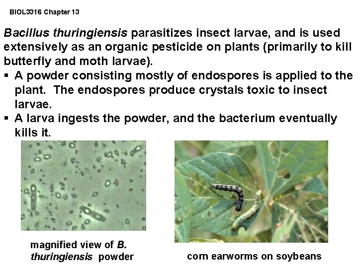 BIOL 3316 Chapter 13 Bacillus thuringiensis parasitizes insect larvae, and is used extensively as