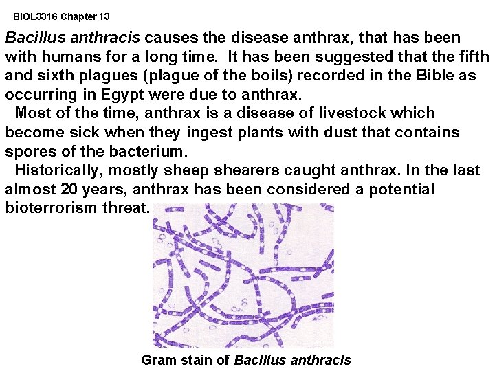 BIOL 3316 Chapter 13 Bacillus anthracis causes the disease anthrax, that has been with