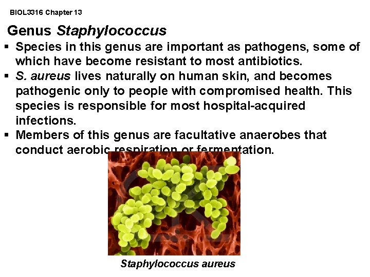BIOL 3316 Chapter 13 Genus Staphylococcus § Species in this genus are important as
