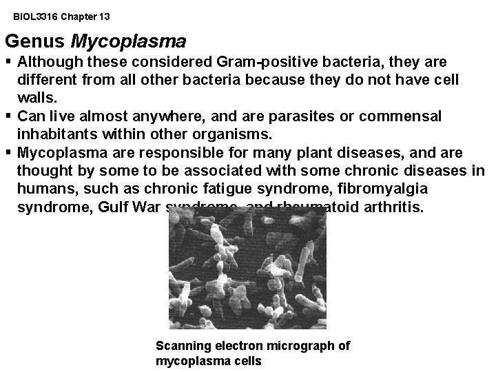 BIOL 3316 Chapter 13 Genus Mycoplasma § Although these considered Gram-positive bacteria, they are