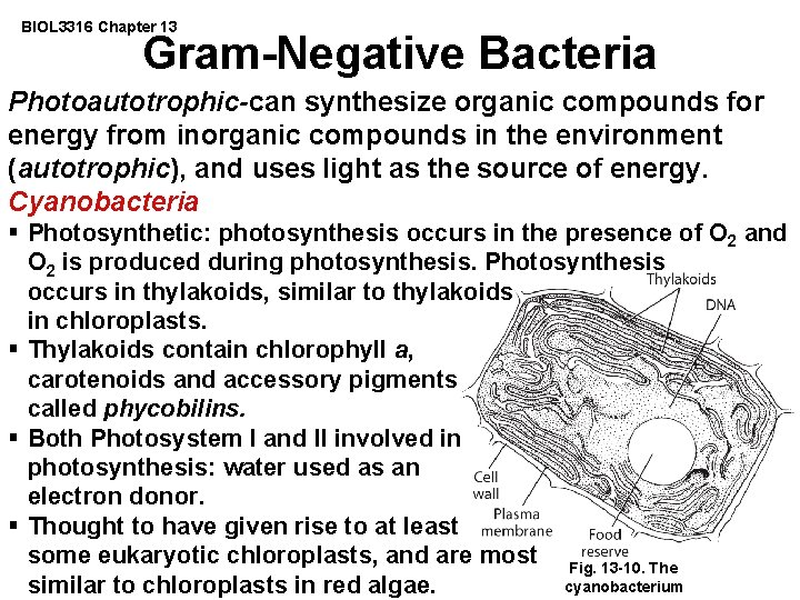 BIOL 3316 Chapter 13 Gram-Negative Bacteria Photoautotrophic-can synthesize organic compounds for energy from inorganic