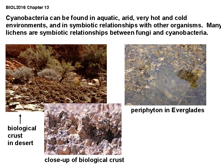 BIOL 3316 Chapter 13 Cyanobacteria can be found in aquatic, arid, very hot and