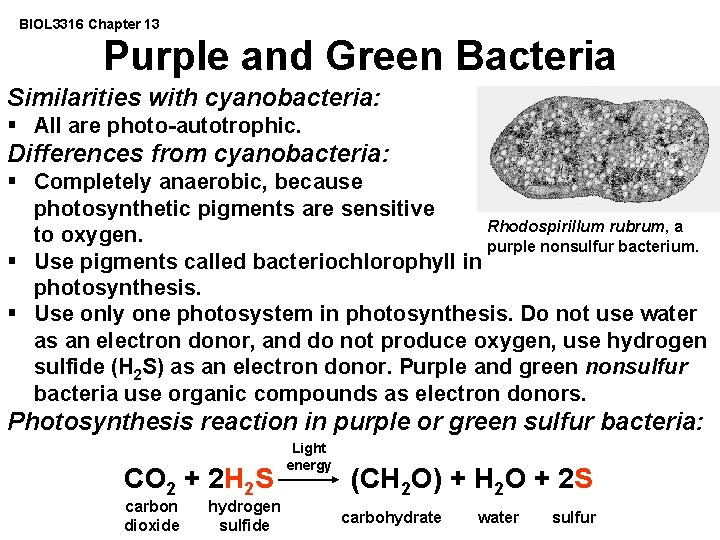 BIOL 3316 Chapter 13 Purple and Green Bacteria Similarities with cyanobacteria: § All are