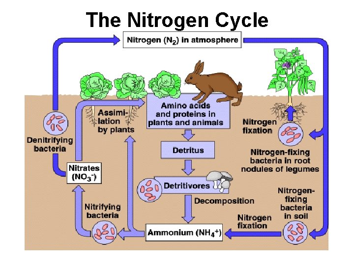 The Nitrogen Cycle 